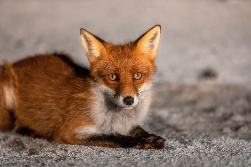 Дядя, выворачивай карманы, мне нужна вкусняшка!photo preview