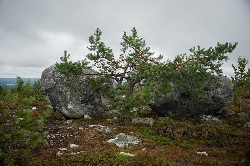 Карелия. Гора Воттоваара. 30 июля 2024.photo preview