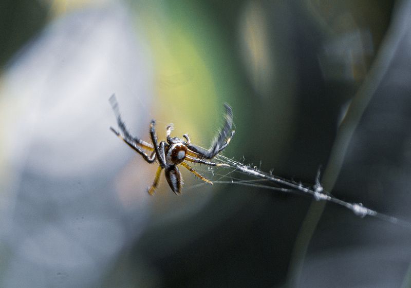 spider, macro, sony a6000, kitlens, telephoto, winter, morning Winter Spiderphoto preview