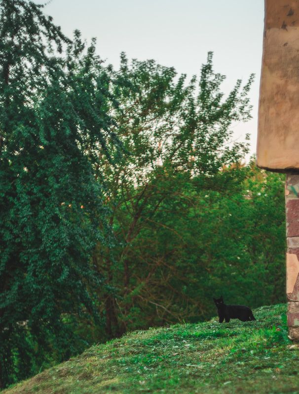 фото,креативное фото, гелиос,helios, Сергей Шевцов, Zap Шевцов, ZAP SHEVTSOV, фотография, Беларусь, Полоцк,Новополоцк, S5ii, Lumix, совесткая оптика, необычное фото photo preview