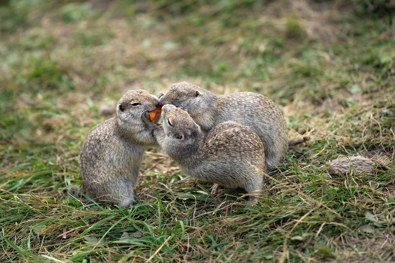животные, суслик, природа, путешествие Знаменитые суслики урочища Джилы-Су фото превью