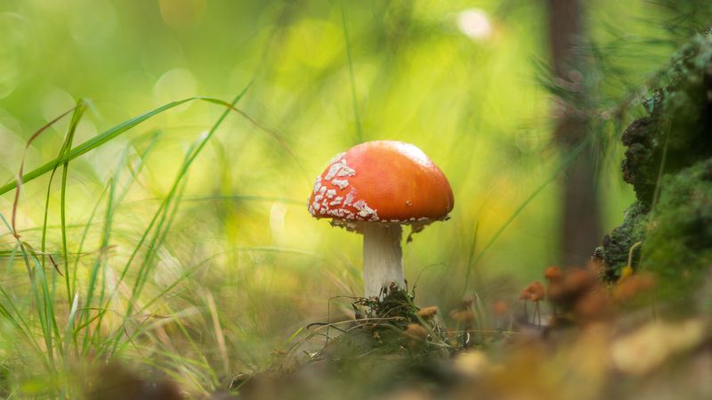 Мухоморphoto preview