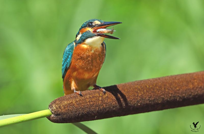 зимородок На один зубок.photo preview