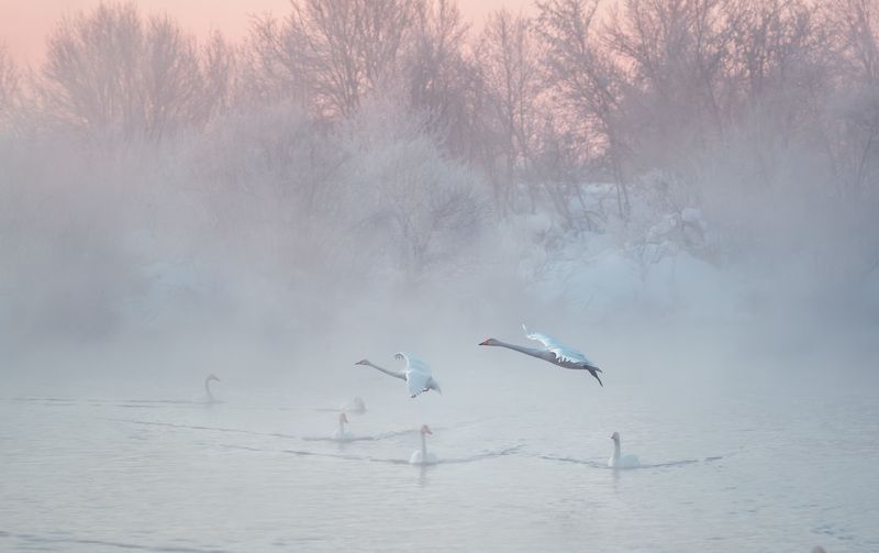 Однажды на озереphoto preview