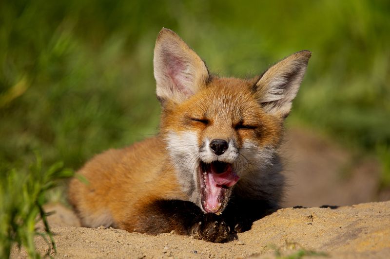 природа На расслабушкеphoto preview