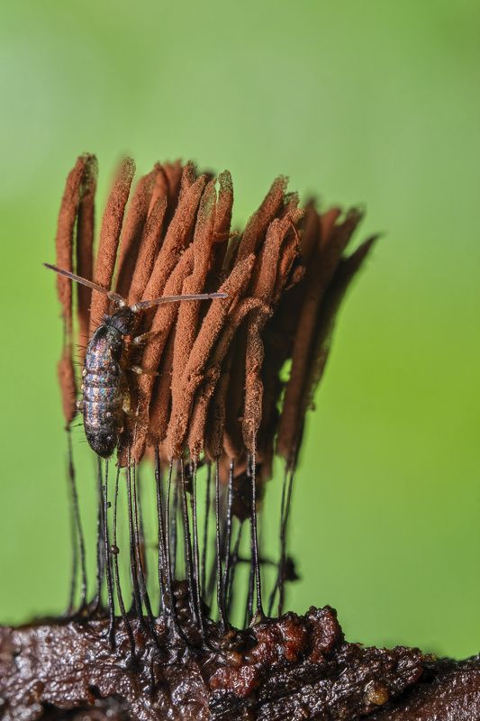 Springtail feeding on the slime mold photo preview