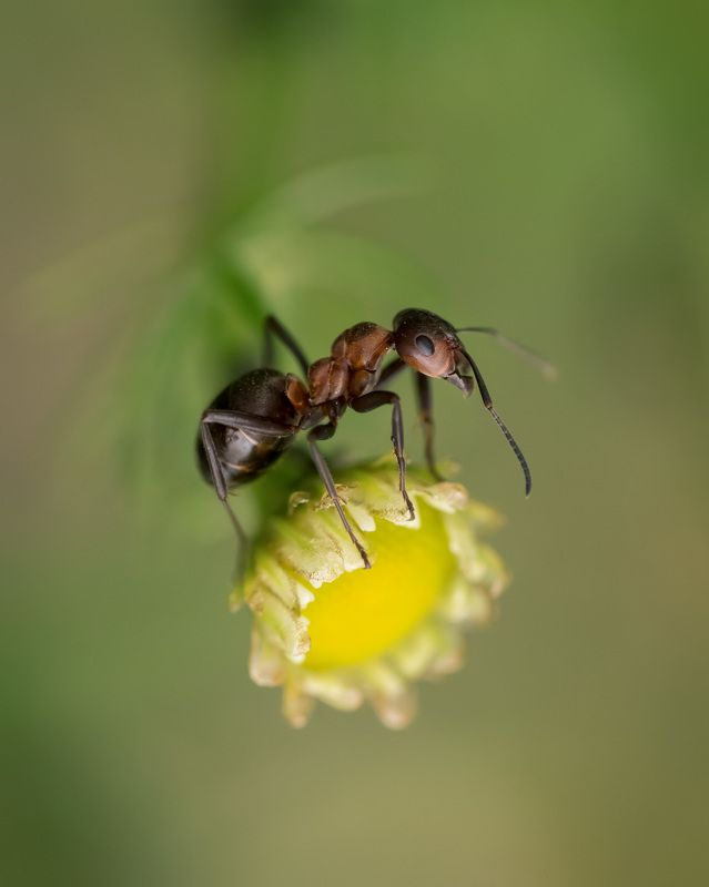 Муравьишкаphoto preview