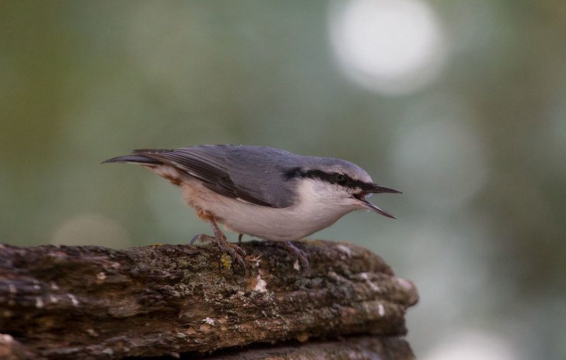 птицы, поползень, birds, wildlife, nuthatch Поползеньphoto preview