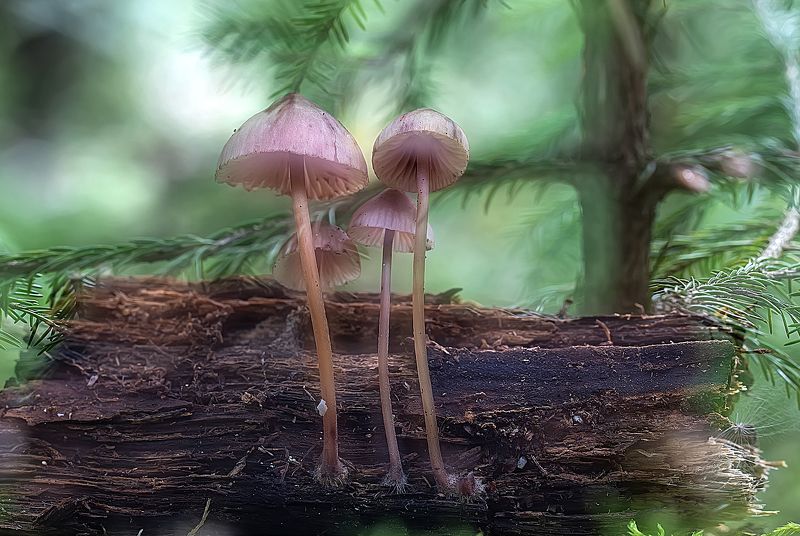 грибы, мицены, лес, макро, фильтр Семейка миценphoto preview