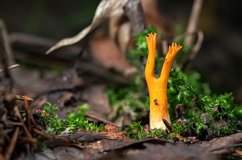 грибы, калоцера клейкая, молодой экземпляр, лес, подстилка В лесной подстилкеphoto preview