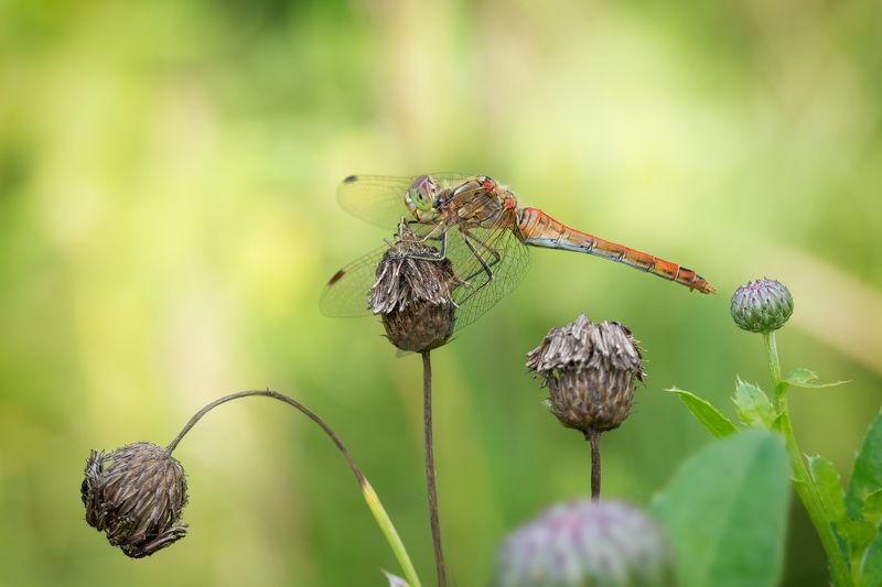 Передышкаphoto preview