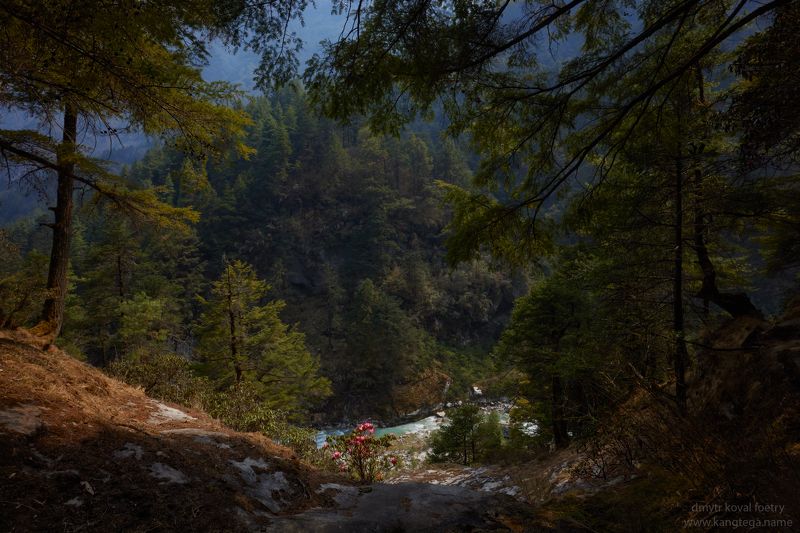 пейзажемагьё, пейзаж-как-виденье Душа сумрачного леса…photo preview