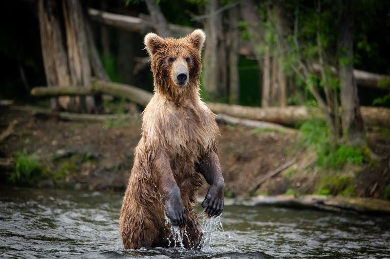 Камчатка, медведь, хищник, рыбалка, озеро, дикие животные Рыбу не видели?photo preview