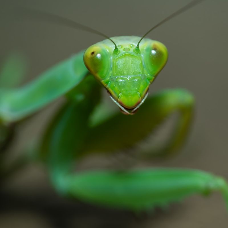 Портрет работы....photo preview