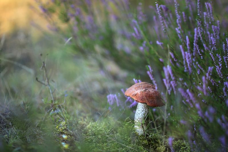 лес, вереск, подосиновик, август, беларусь, ирина горюкина В лесуphoto preview