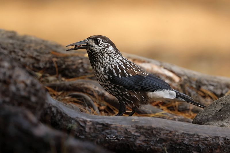 Spotted nutcracker in Altai mountains/ Кедровка в горах Алтаяphoto preview
