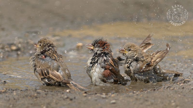 Воробьи - Lens and Feathersphoto preview
