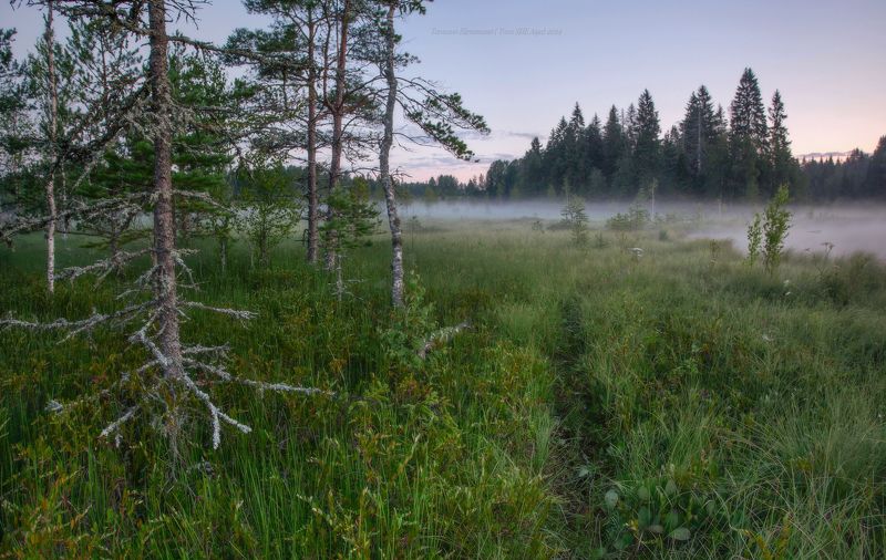 пейзаж, ленобласть, туман, landscape, nature, природа, foggy, forest, рассвет, ленинградская область Утро на болотеphoto preview