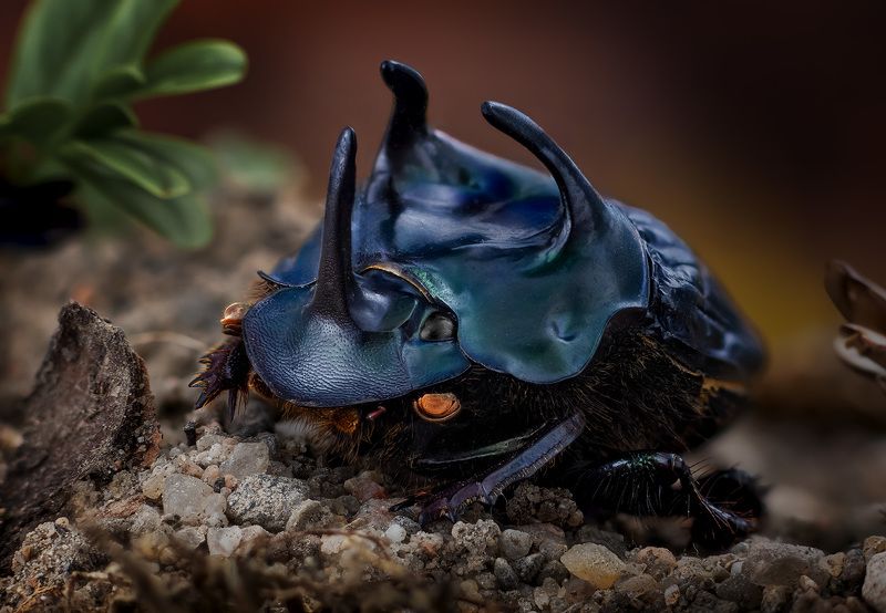 coleoptera, scarabaeidae,phanaeus haroldi Навозник фото превью