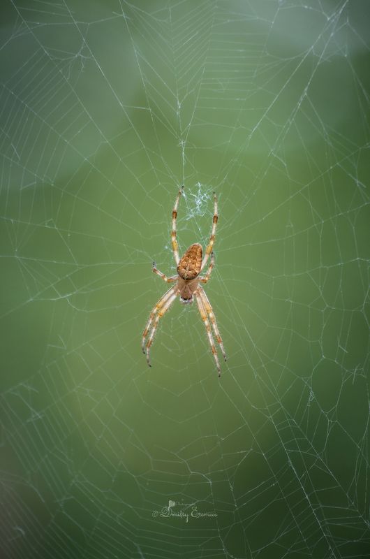 паук крестовик паутина лето природа В ожидании... фото превью