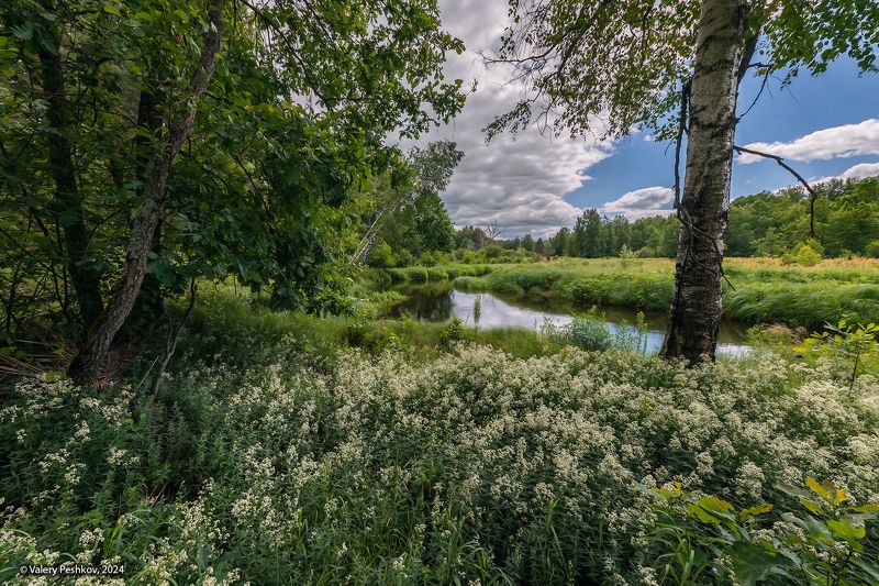 лесная река, берег реки, лес, мещёра, июнь, сныть, рязанская область Июнь на берегах Мещёрских рекphoto preview