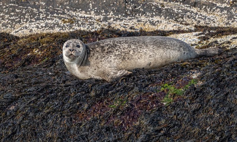 животные, тюлень, нерпа, териберка, губа большая шарковка Нерпаphoto preview