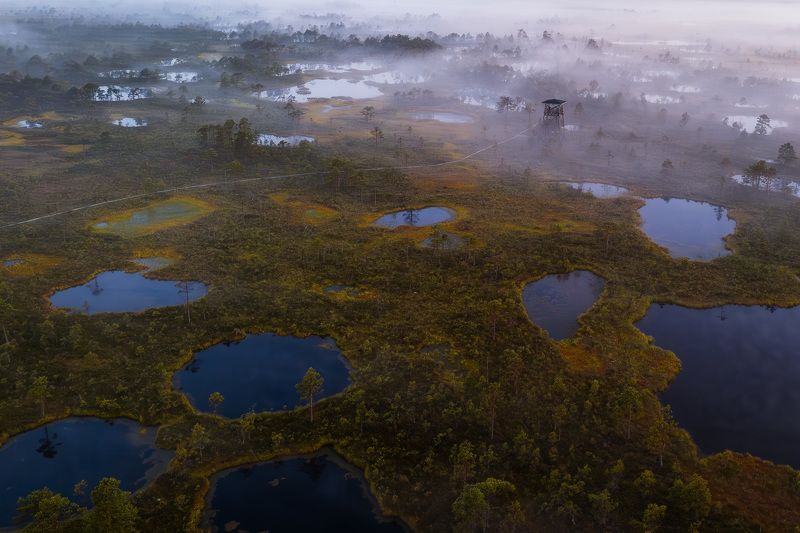 болото: Эстония, рассвет Туман на болотеphoto preview