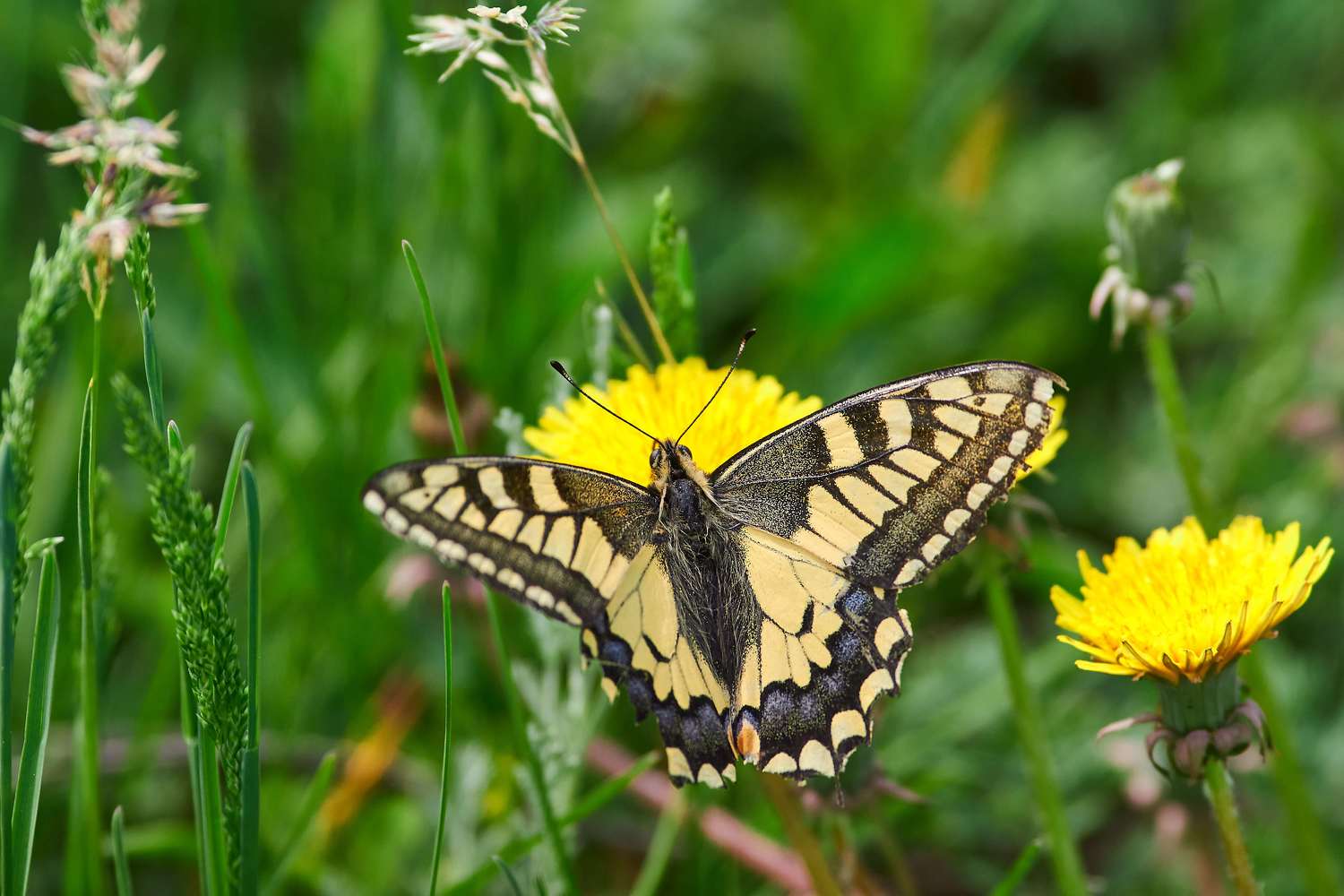 #. Автор: Павел Сторчилов buttefly, volgograd, russia, wildlife, , Павел Сторчилов