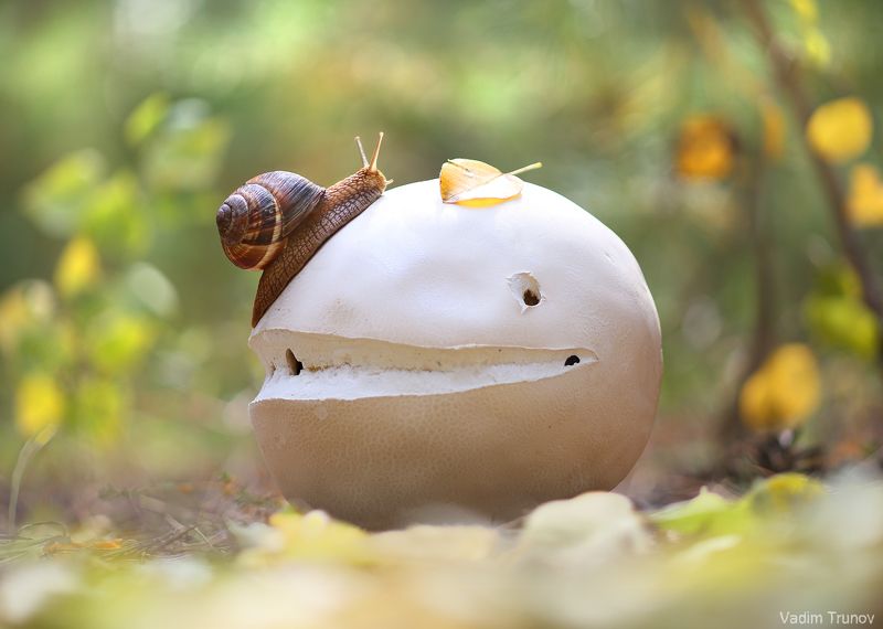 гриб, улитка, snail Головач фото превью