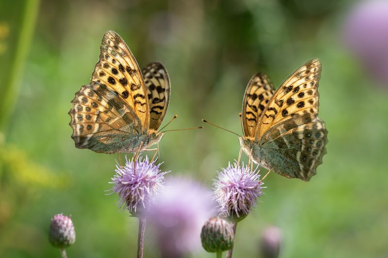 Перламутровкиphoto preview