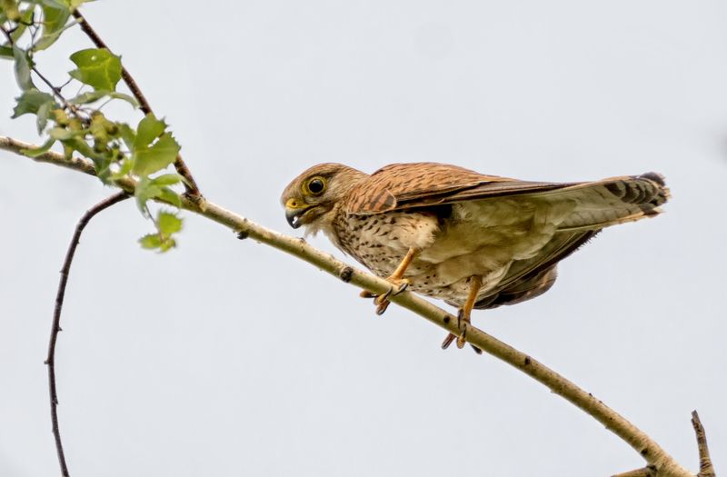 птица, пустельга, самка, Пустельга (самка)photo preview