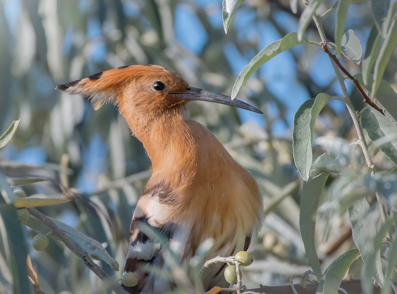 Удод Upupa epopsphoto preview