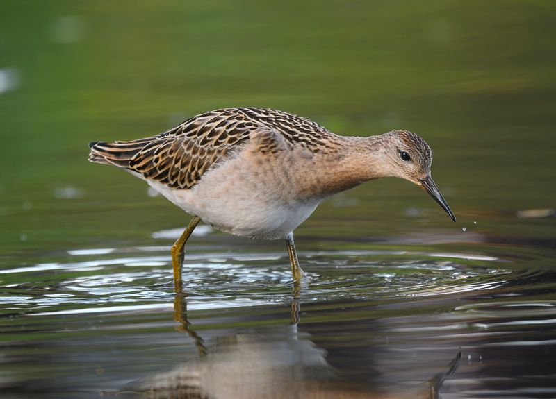 птицы Турухтанphoto preview