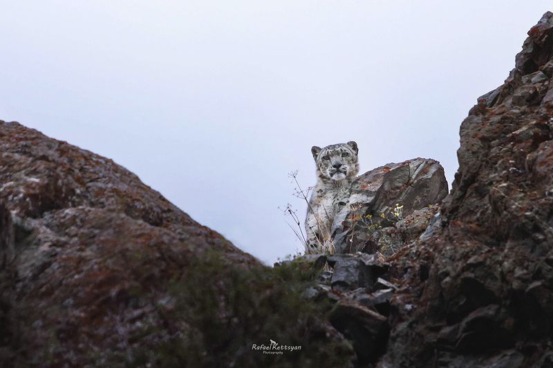 #snowleopard #bigcats #ирбис #снежныйбарс #большиекошки Император гор Ирбис / Emperor of the mountains snow leopardphoto preview