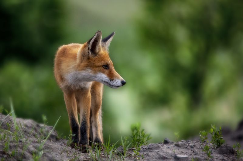 природа В дозореphoto preview