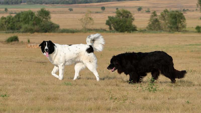 Белла и Нераphoto preview