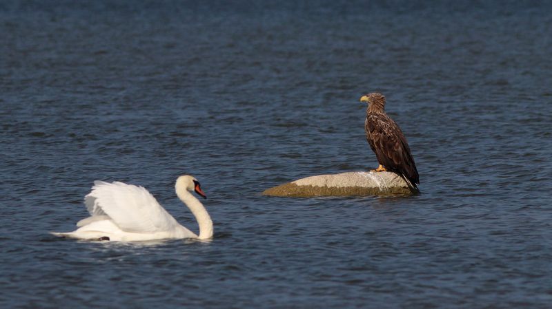орлан-белохвост, орлан, haliaeetus albicilla, white-tailed eagle, лебедь-шипун, лебедь, cygnus olor, mute swan, куршский залив Лебедь орлану не товарищphoto preview