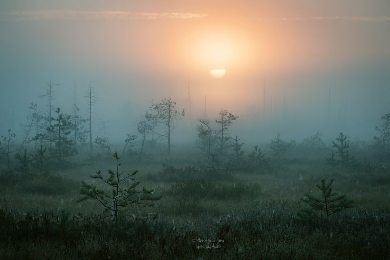 Рассвет на болотеphoto preview