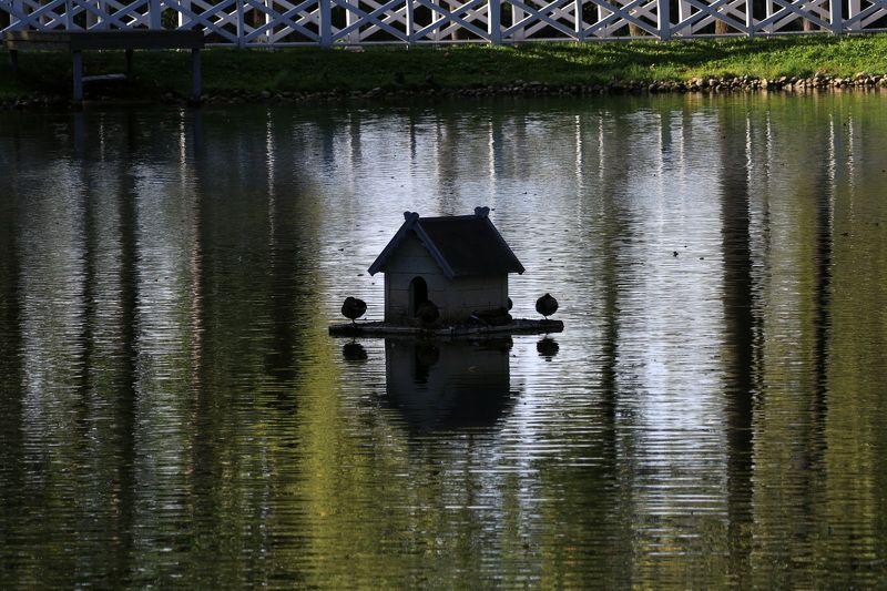 Раннее утро на прудуphoto preview