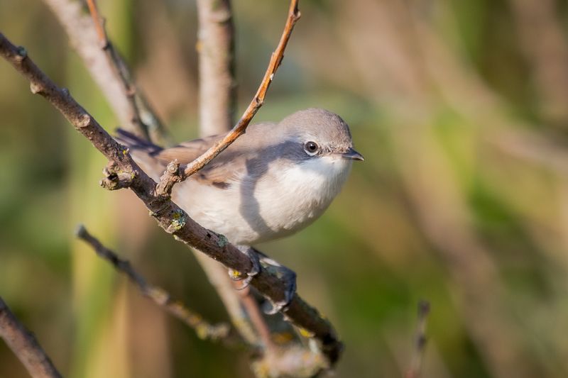 природа России, птицы России, славка, славка-завирушка, бердвотчинг Славка-завирушкаphoto preview