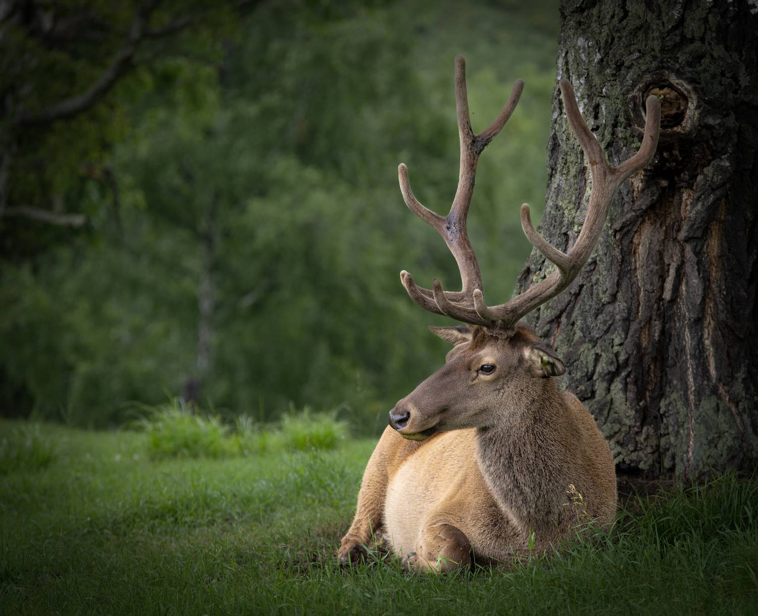 Автор: Закаляпин Денис , Закаляпин Денис
