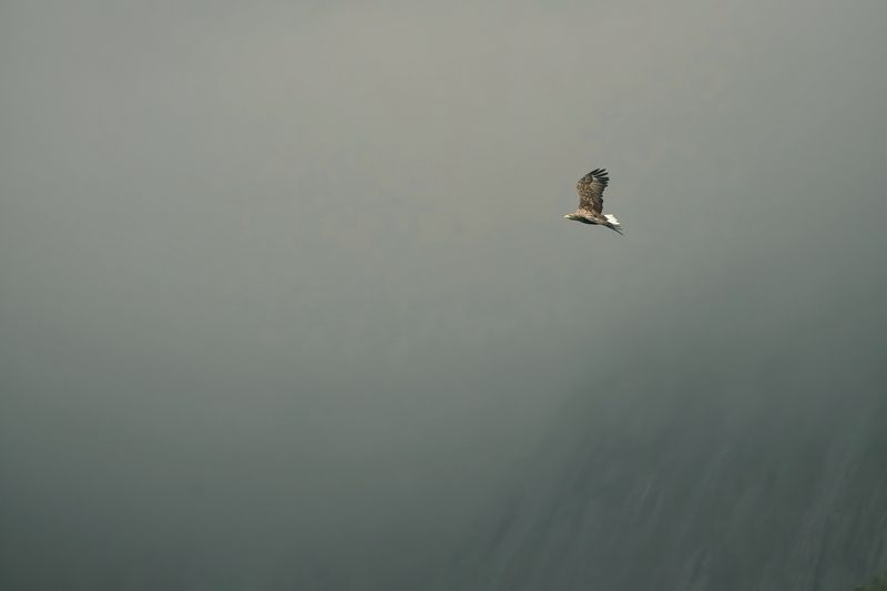 Haliaeetus albicilla Haliaeetus albicillaphoto preview