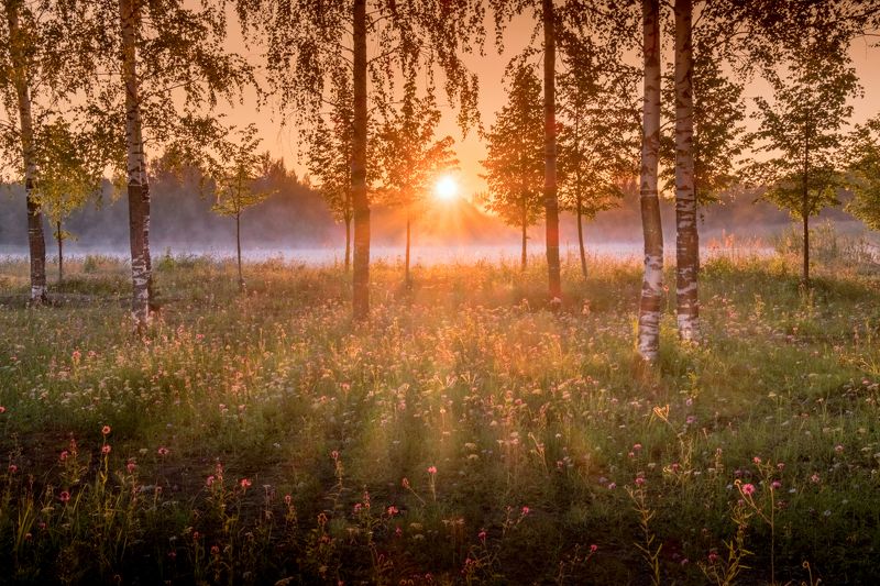 вологодская область,  нд, русский север,  русский север нд Золотое утроphoto preview