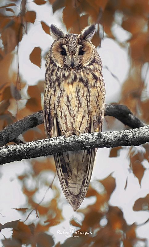 #owls #wildlife #animals #birds #совы Long eared owl - ушастая соваphoto preview