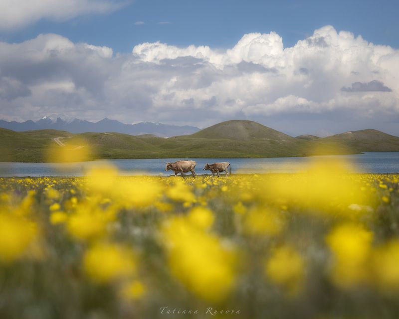 Коровки в цветах. Киргизияphoto preview