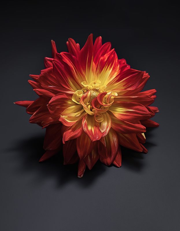 георгин, dahlia Георгинphoto preview