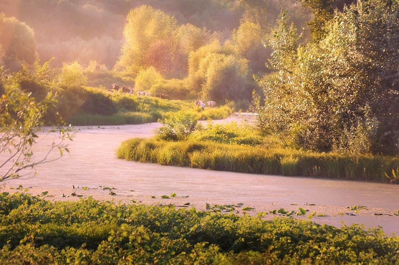 август, луг, река, коровы Предвечернее дыхание августа photo preview