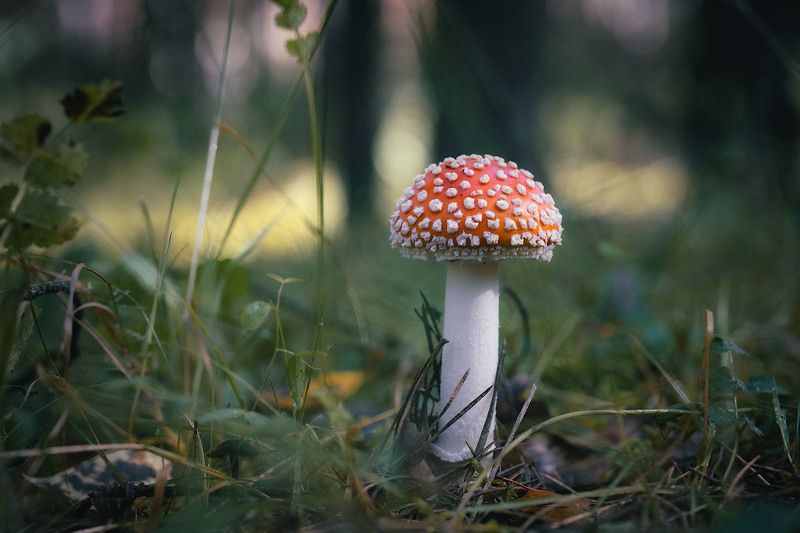 mushroom, forest, outdoor, fly agaric, green ***photo preview