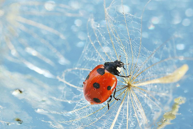 природа. макро, божья коровка Божья коровкаphoto preview