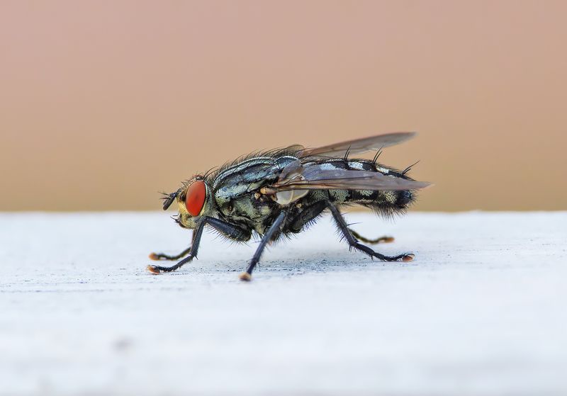 макро, насекомые Мухаphoto preview